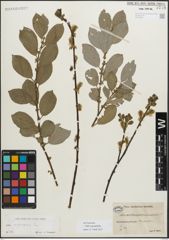 Foto von Salix myrsinifolia Salisb.